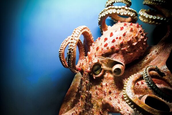 Kraken 19at